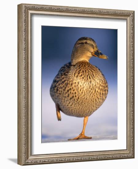 Mallard Female Duck Standing on One Leg on Ice, Highlands, Scotland, UK-Pete Cairns-Framed Photographic Print