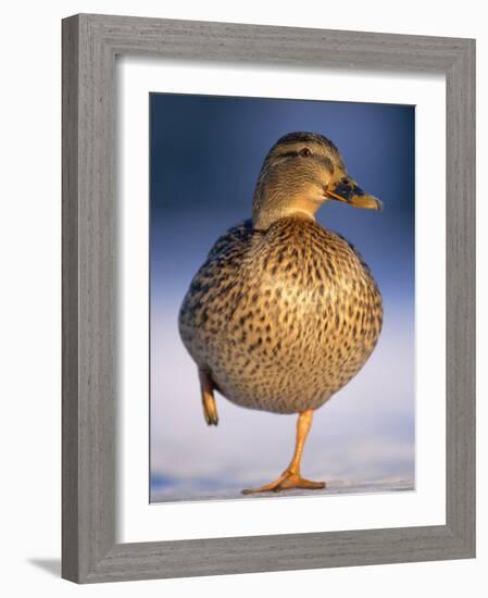 Mallard Female Duck Standing on One Leg on Ice, Highlands, Scotland, UK-Pete Cairns-Framed Photographic Print