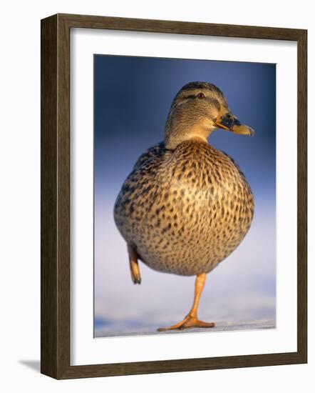 Mallard Female Duck Standing on One Leg on Ice, Highlands, Scotland, UK-Pete Cairns-Framed Photographic Print