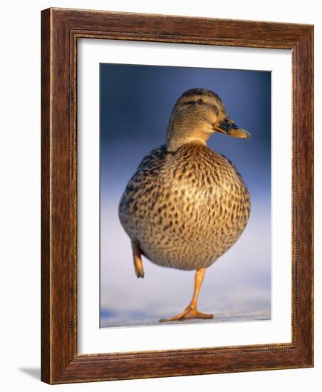 Mallard Female Duck Standing on One Leg on Ice, Highlands, Scotland, UK-Pete Cairns-Framed Photographic Print