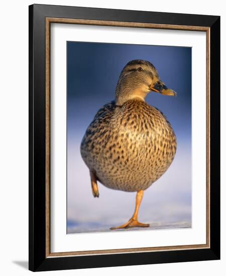 Mallard Female Duck Standing on One Leg on Ice, Highlands, Scotland, UK-Pete Cairns-Framed Photographic Print