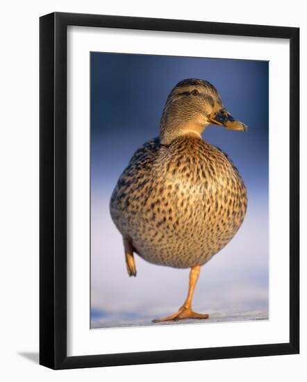 Mallard Female Duck Standing on One Leg on Ice, Highlands, Scotland, UK-Pete Cairns-Framed Photographic Print