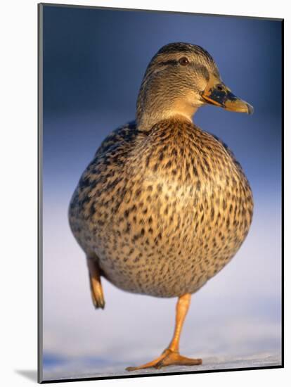 Mallard Female Duck Standing on One Leg on Ice, Highlands, Scotland, UK-Pete Cairns-Mounted Photographic Print