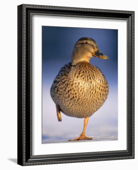 Mallard Female Duck Standing on One Leg on Ice, Highlands, Scotland, UK-Pete Cairns-Framed Photographic Print