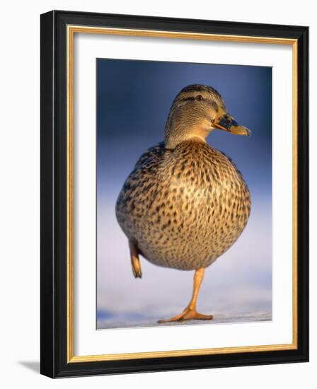 Mallard Female Duck Standing on One Leg on Ice, Highlands, Scotland, UK-Pete Cairns-Framed Photographic Print