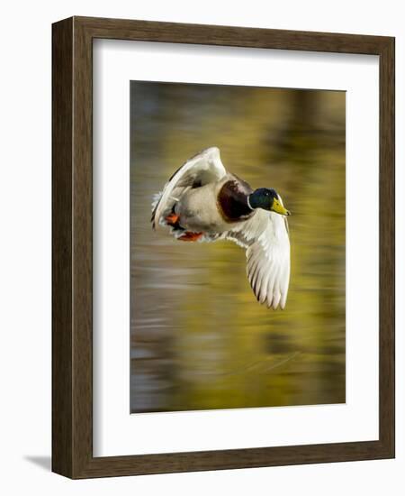 Mallard Flight I-Tyler Stockton-Framed Premium Photographic Print