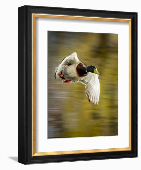 Mallard Flight I-Tyler Stockton-Framed Premium Photographic Print