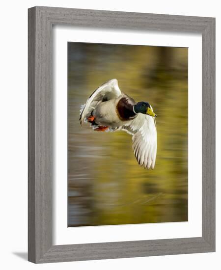 Mallard Flight I-Tyler Stockton-Framed Photographic Print