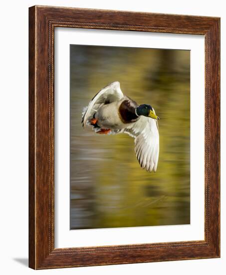 Mallard Flight I-Tyler Stockton-Framed Photographic Print