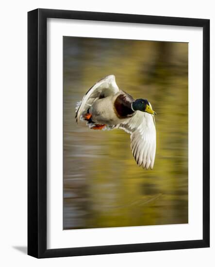 Mallard Flight I-Tyler Stockton-Framed Photographic Print
