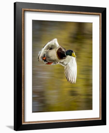 Mallard Flight I-Tyler Stockton-Framed Photographic Print