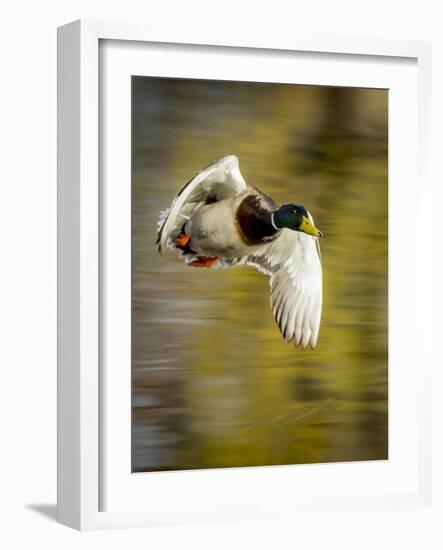 Mallard Flight I-Tyler Stockton-Framed Photographic Print