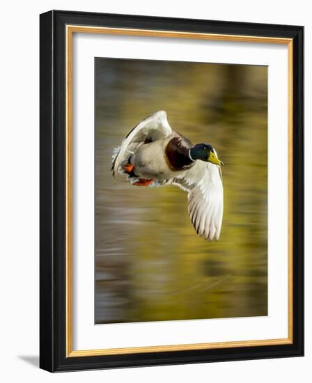 Mallard Flight I-Tyler Stockton-Framed Photographic Print