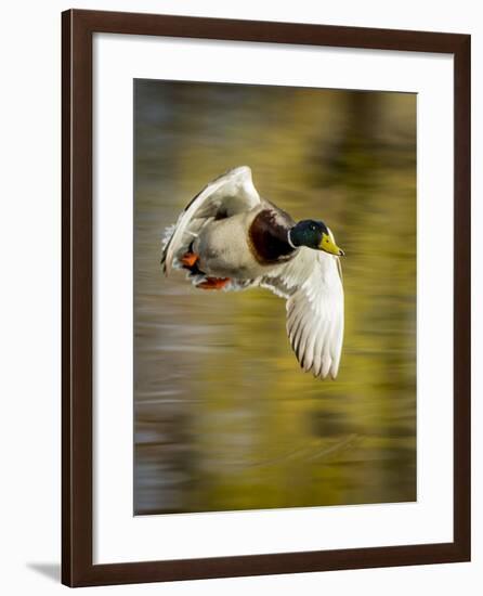 Mallard Flight I-Tyler Stockton-Framed Photographic Print