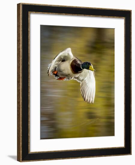 Mallard Flight I-Tyler Stockton-Framed Photographic Print