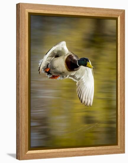 Mallard Flight I-Tyler Stockton-Framed Premier Image Canvas