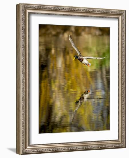 Mallard Flight II-Tyler Stockton-Framed Photographic Print