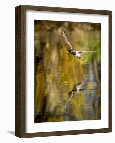 Mallard Flight II-Tyler Stockton-Framed Photographic Print