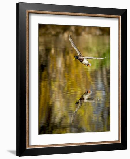 Mallard Flight II-Tyler Stockton-Framed Photographic Print