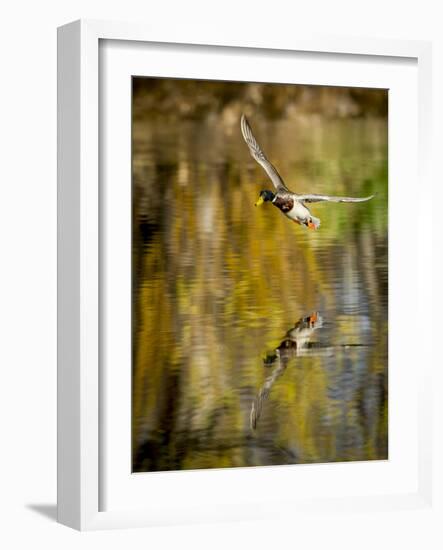 Mallard Flight II-Tyler Stockton-Framed Photographic Print