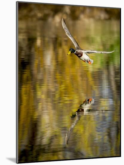 Mallard Flight II-Tyler Stockton-Mounted Photographic Print