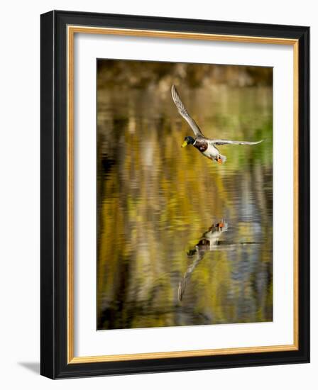 Mallard Flight II-Tyler Stockton-Framed Photographic Print