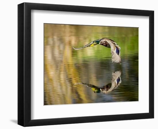 Mallard Flight III-Tyler Stockton-Framed Photographic Print