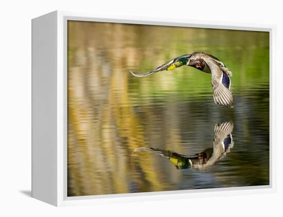 Mallard Flight III-Tyler Stockton-Framed Premier Image Canvas