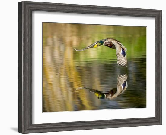 Mallard Flight III-Tyler Stockton-Framed Photographic Print