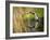 Mallard Flight III-Tyler Stockton-Framed Photographic Print