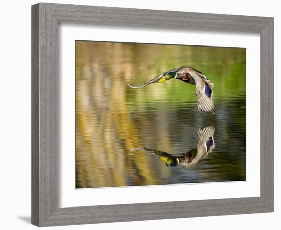 Mallard Flight III-Tyler Stockton-Framed Photographic Print