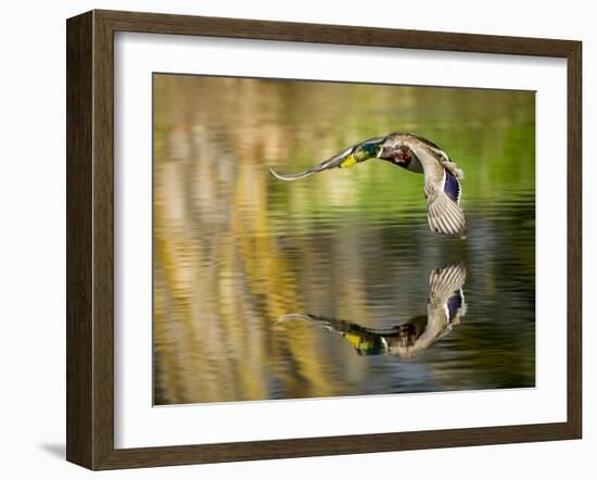 Mallard Flight III-Tyler Stockton-Framed Photographic Print