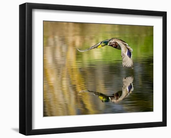 Mallard Flight III-Tyler Stockton-Framed Photographic Print