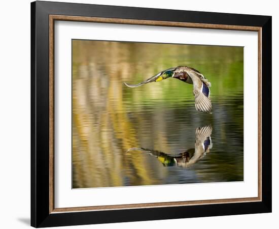 Mallard Flight III-Tyler Stockton-Framed Photographic Print