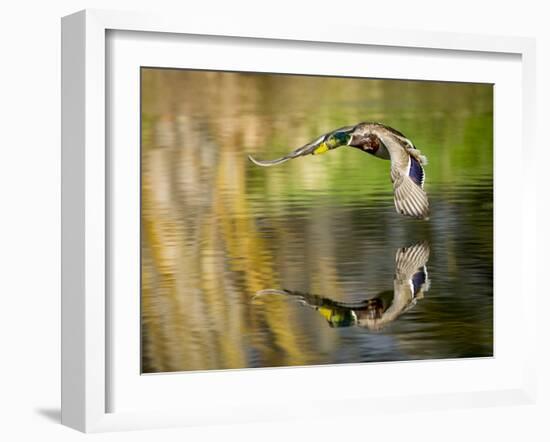 Mallard Flight III-Tyler Stockton-Framed Photographic Print