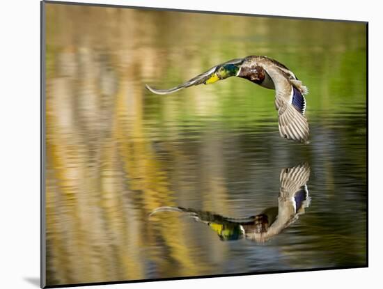 Mallard Flight III-Tyler Stockton-Mounted Photographic Print