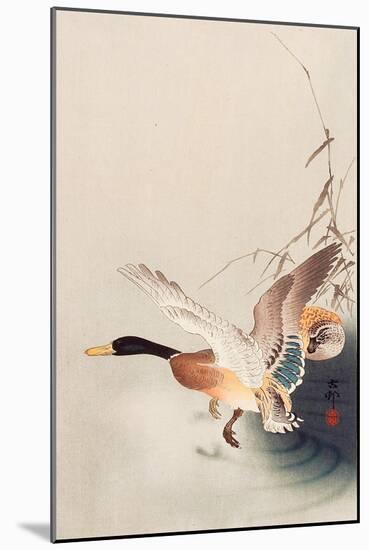 Mallard Flying from a Pond-Koson Ohara-Mounted Giclee Print