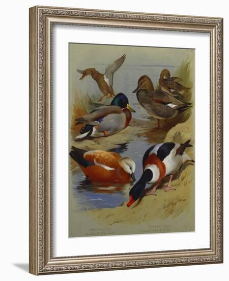 Mallard, Gadwell, Ruddy Shelduck, Common Shelduck-Archibald Thorburn-Framed Giclee Print