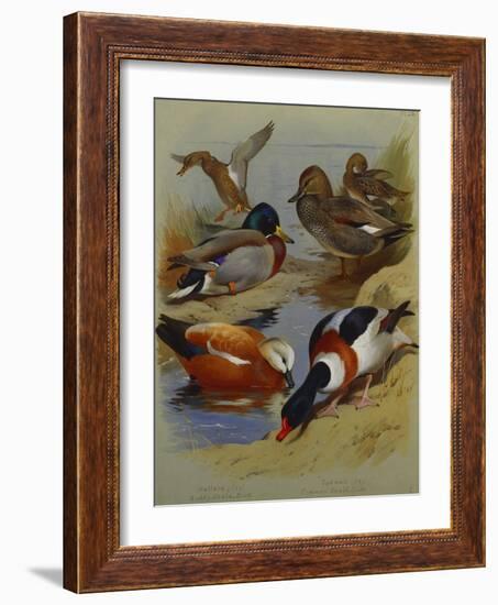 Mallard, Gadwell, Ruddy Shelduck, Common Shelduck-Archibald Thorburn-Framed Giclee Print