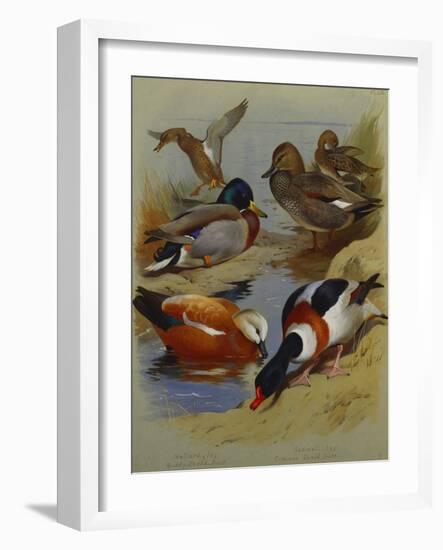 Mallard, Gadwell, Ruddy Shelduck, Common Shelduck-Archibald Thorburn-Framed Giclee Print