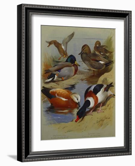 Mallard, Gadwell, Ruddy Shelduck, Common Shelduck-Archibald Thorburn-Framed Giclee Print