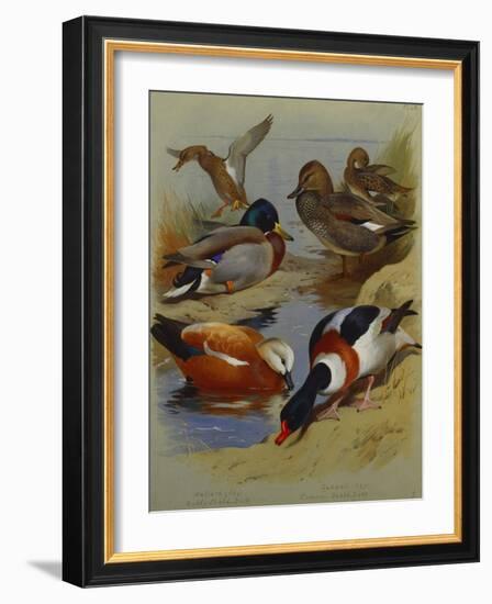 Mallard, Gadwell, Ruddy Shelduck, Common Shelduck-Archibald Thorburn-Framed Giclee Print