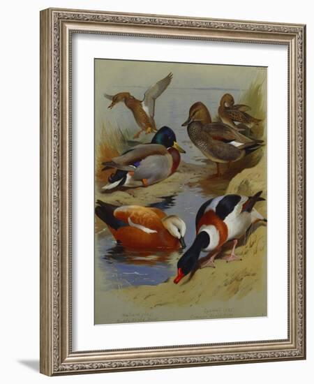 Mallard, Gadwell, Ruddy Shelduck, Common Shelduck-Archibald Thorburn-Framed Giclee Print