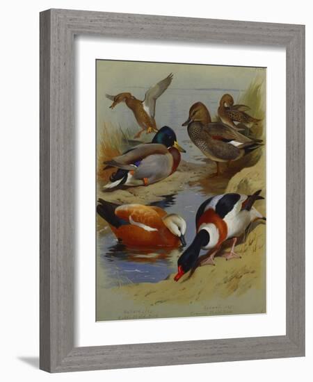 Mallard, Gadwell, Ruddy Shelduck, Common Shelduck-Archibald Thorburn-Framed Giclee Print