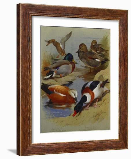 Mallard, Gadwell, Ruddy Shelduck, Common Shelduck-Archibald Thorburn-Framed Giclee Print