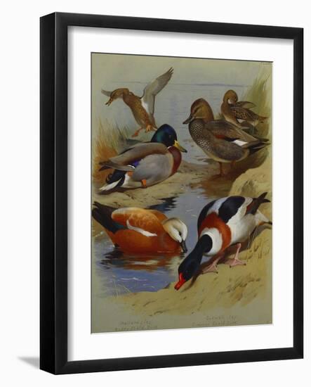 Mallard, Gadwell, Ruddy Shelduck, Common Shelduck-Archibald Thorburn-Framed Giclee Print