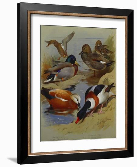 Mallard, Gadwell, Ruddy Shelduck, Common Shelduck-Archibald Thorburn-Framed Giclee Print