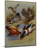 Mallard, Gadwell, Ruddy Shelduck, Common Shelduck-Archibald Thorburn-Mounted Giclee Print