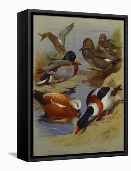 Mallard, Gadwell, Ruddy Shelduck, Common Shelduck-Archibald Thorburn-Framed Premier Image Canvas