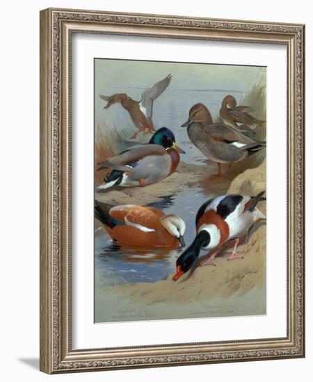 Mallard, Gadwell, Ruddy Shelduck watercolor-Archibald Thorburn-Framed Giclee Print